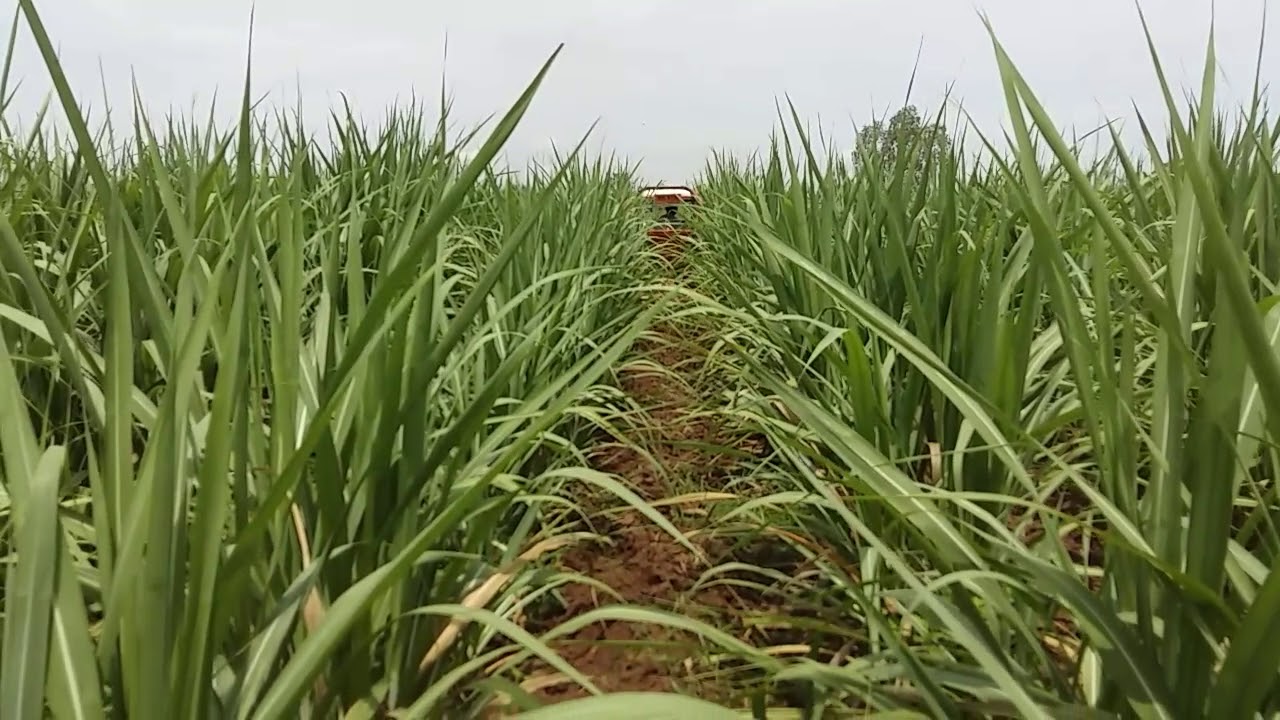 กำจัดวัชพืชด้วยคูโบต้า21แรงเนโรขับโดยเนมซ่าโซดาช้าง