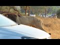 Lion walking towards our car Kruger Park