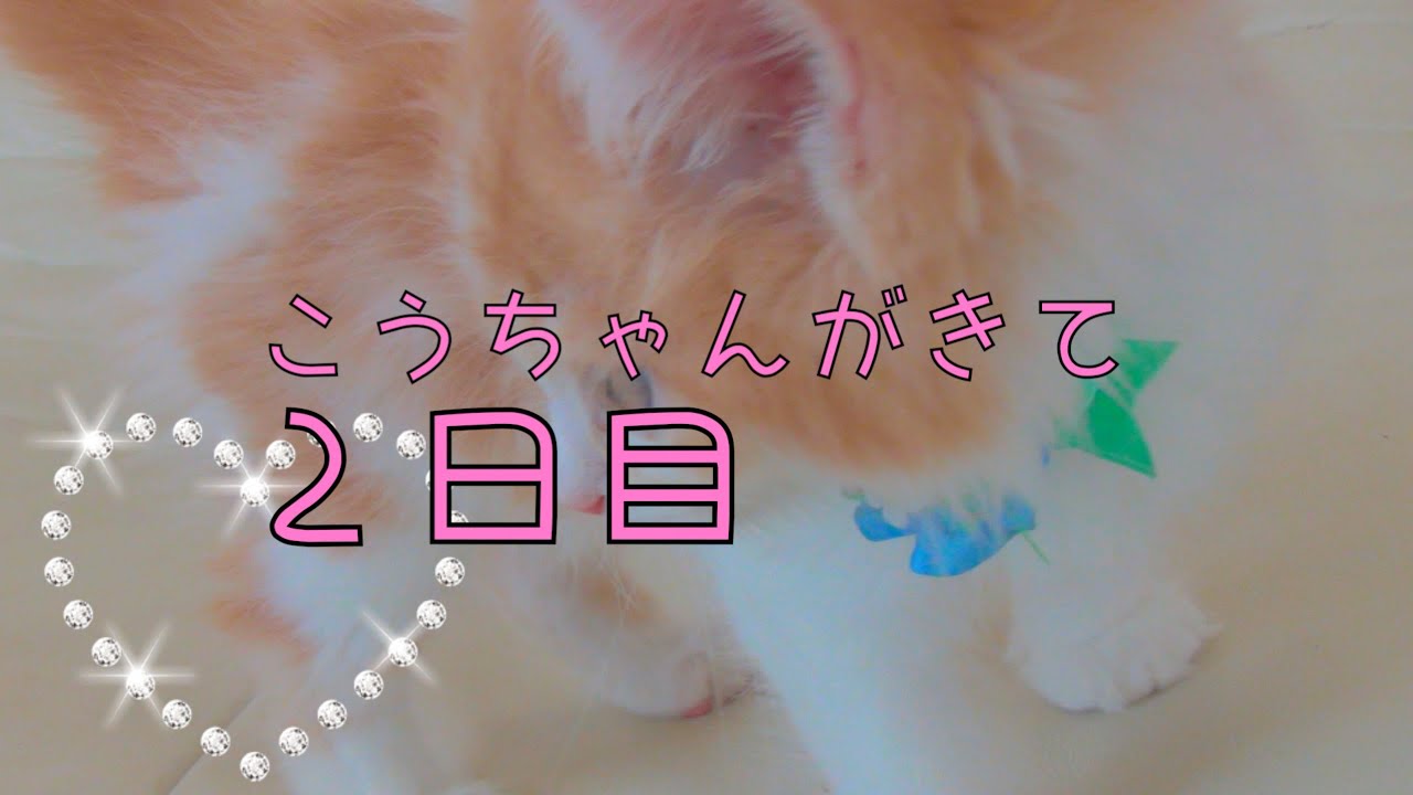 こうちゃんがきて2日目 スコティッシュフォールドのねこちゃん - YouTube