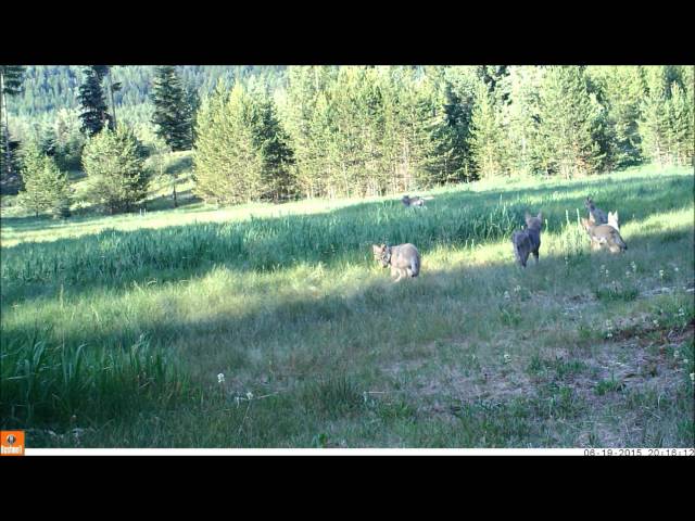 Montana Trappers Association Rendezvous