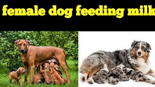 Female Dog Feeding Milkmother Dog Breast Feedingbreastfeeding Mother Dog