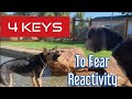 Learn how to help your fearful dog