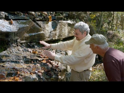 Vídeo: Water Oak Informações - Aprenda a cuidar de um carvalho aquático