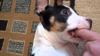 ARIS-Amstaff tricolor(2 luni si 3 saptamani,7,2 kg)