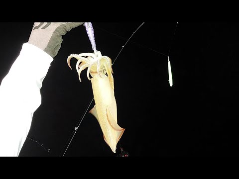 <strong>한치</strong> 낚시 왔는데...