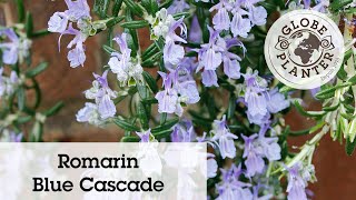 Romarin Blue Cascade : une cascade de fleurs