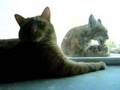 Indoor cat and bobcat 5