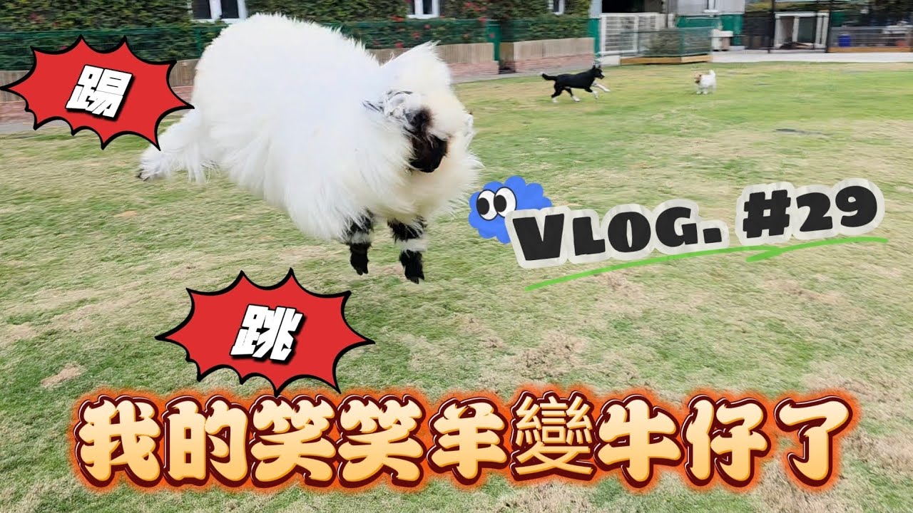 #29 我的笑笑羊變成牛仔的牛了！一刀未剪的超級日常影片，讓你們看看土星平常跟我們和狗狗們都怎麼生活的生活片。土星今天真的跳翻啦！你覺得他有贏過狗狗嗎？🐏🐶