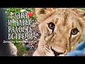 Львята Зара и Алекс - радость встречи❤️!!! Lion cubs Alex and Zara! Taigan. Crimea