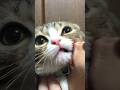 生まれて初めてチューされた子猫の反応がこちらw
