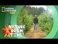 Identifying Christmas Trees and Their Features