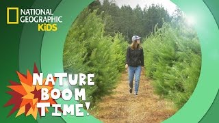Christmas Tree Farm 🎄 | Nature Boom Time | @natgeokids