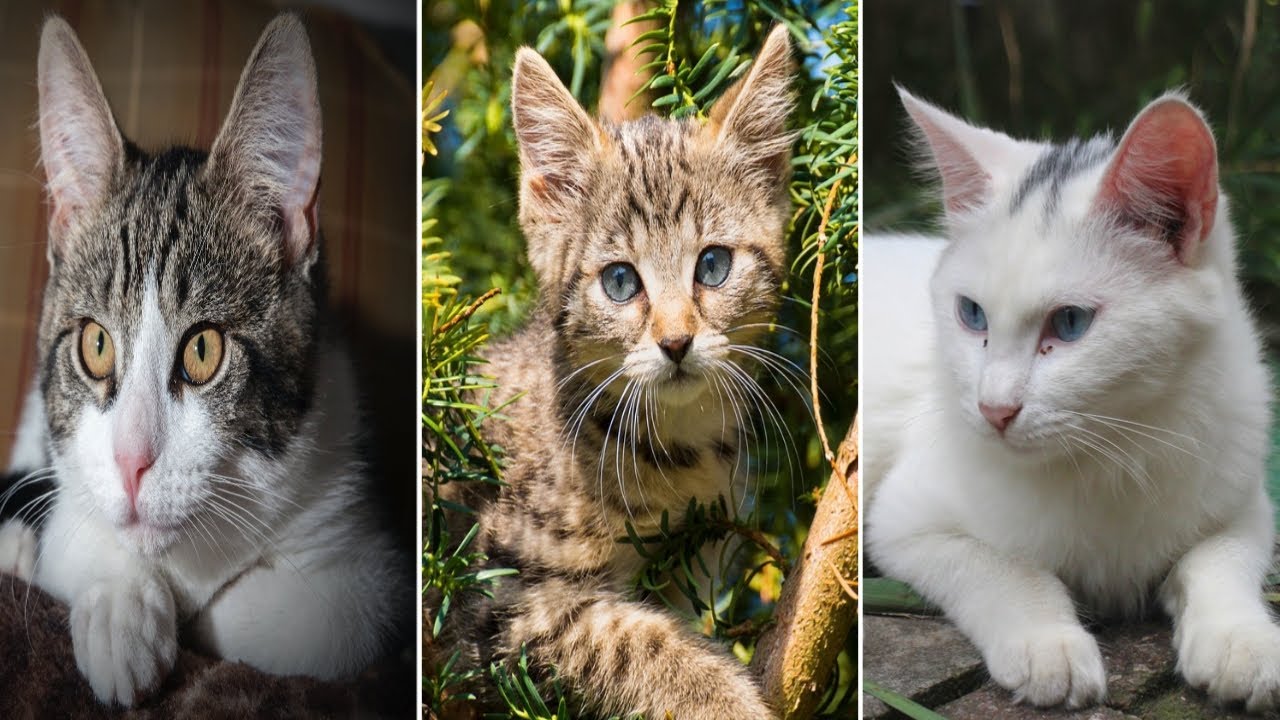 Cute cats potots | Lovely kittens photos | Cats photos | Kittens | Cats | Cute Kittens photos