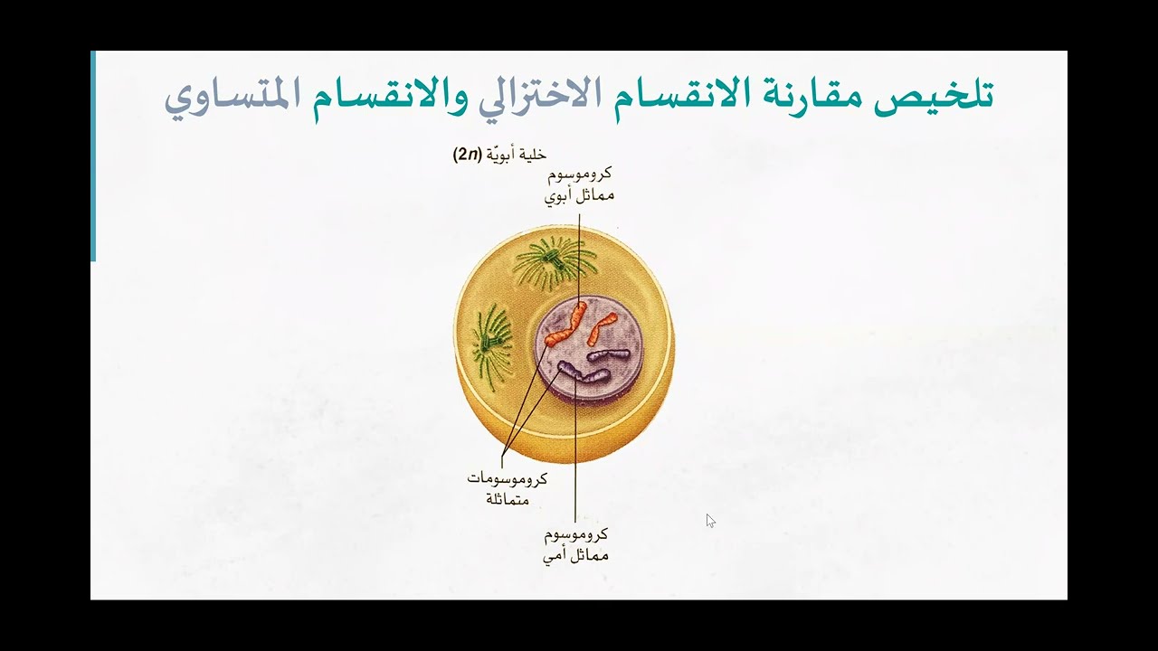 لماذا يكون العدد الكروموسومي n وليس 2n في الطور النهائي الأول من الانقسام المنصف (الميوزي)؟