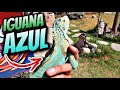 Nuevo Proyecto, Iguana Azul