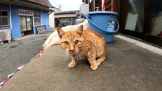 イタズラが見つかって慌てる茶トラ猫