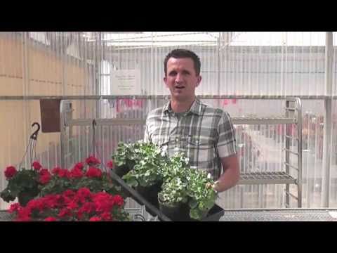 Genesis™ Geraniums Part 2