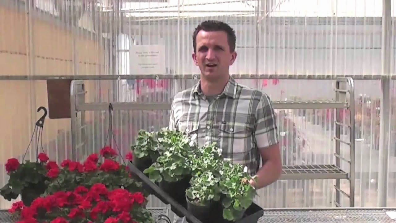 ball by ball cricbuzz Genesis™ Geraniums Part 2