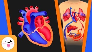 The Circulatory System in the Human Body For Kids - WIthout Text Version
