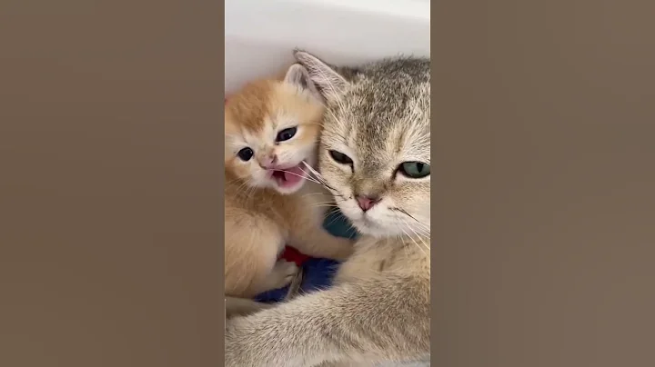 Video 11441021: cats cutecat catlover animals, dancing cats catlovers, cat funny dance