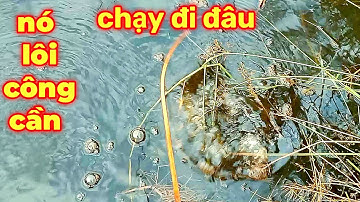 cắm câu cá lóc đồng, trên ruộng lúa bỏ hoang, #10, cắm mồi trùng, và kết quả...