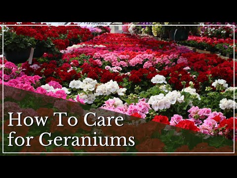 Geranium Care Tips | How to Care for Geraniums | How to Grow Geraniums | Annuals for Full Sun hqdefault