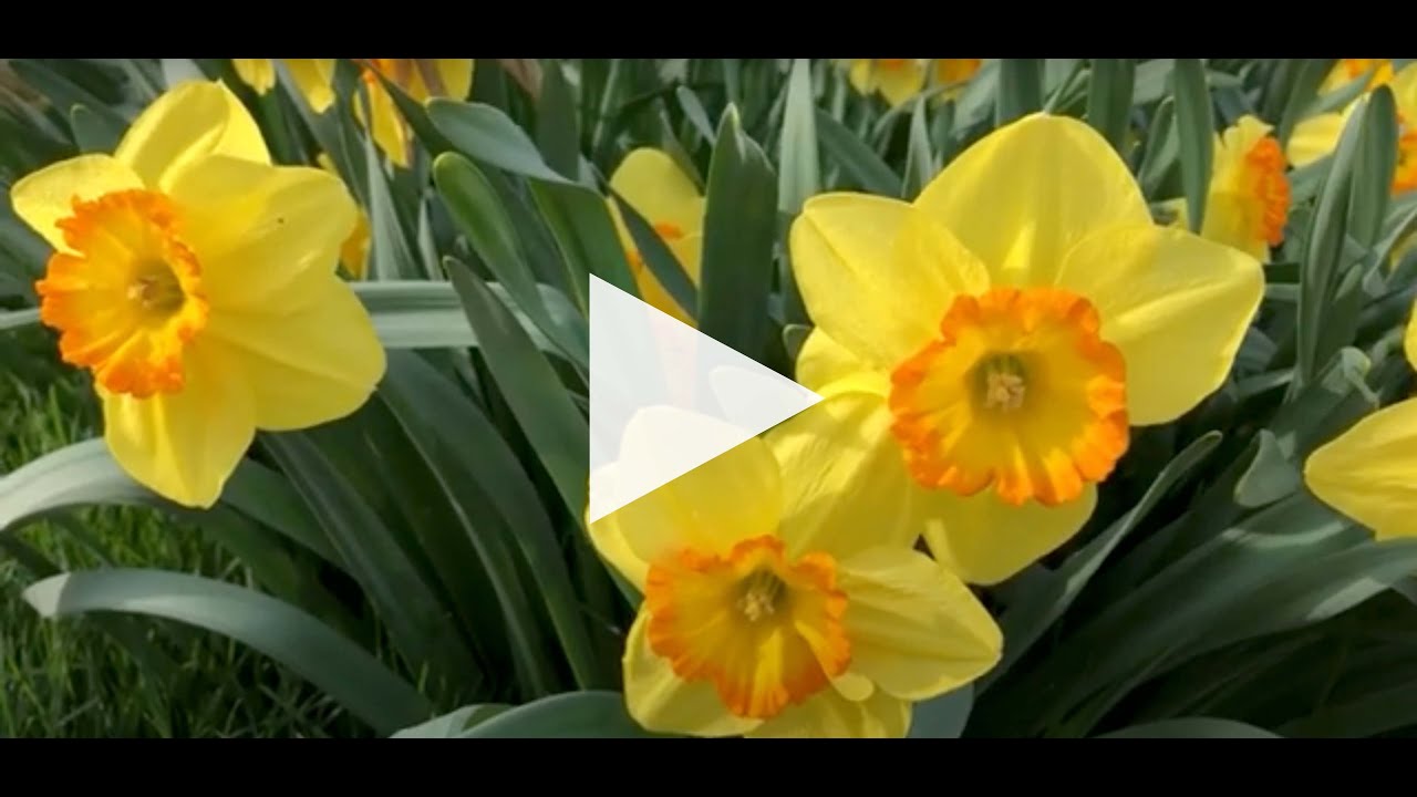 Double Daffodil Bulbs  Colorblends® Wholesale Flowerbulbs