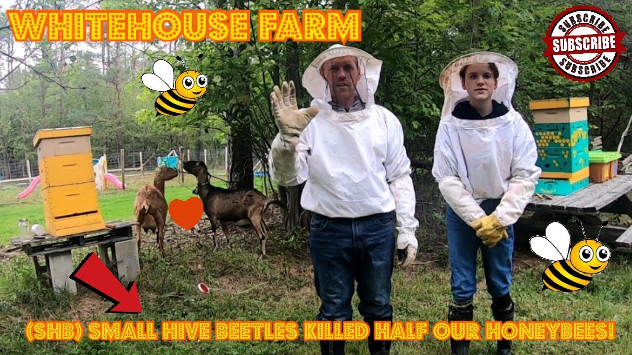 Lost Half My Honeybees To (SHB) Small Hive Beetles