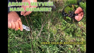 Aronya Ağacı Nasıl Budanır Püf Noktaları