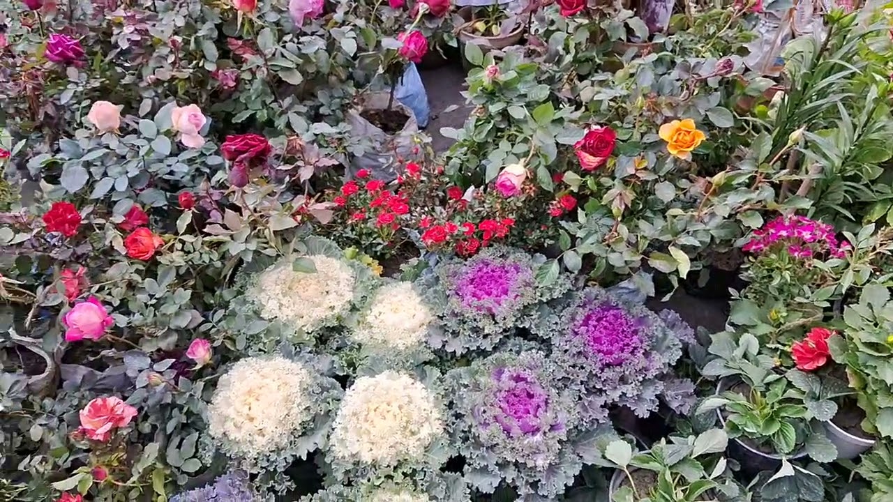 গ্যালিফ ষ্ট্রীটে রবিবারের গাছের হাট 💯✅