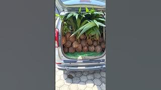 Send Large Hybrid Coconut Seedlings 081252818744