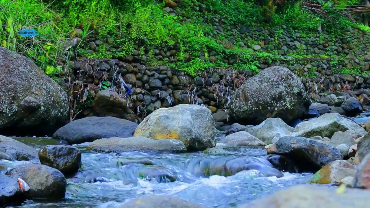 Calm River Water with Birds Singing  8 Hours Nature ASMR ⏳😴