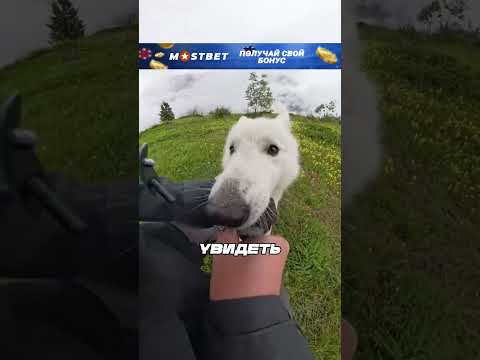 Милый способ съемки собачек🥰 #обзор #шортс #фильм
