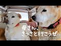 大晦日の朝、総勢9匹で散歩へ向かう車中の犬たち~今年最後の動画です🐺🙇(12/31撮影)