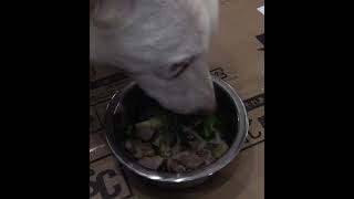 激安端切れ肉と鶏ガラで作るわんこ食堂。強靭な身体