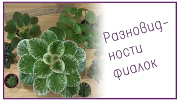 Разновидности фиалок: классификация по размеру | The varieties of violets: classification by size