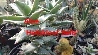 The Plant Traveller: Aloe ' Hellskloof Bells' Hybrid Aloe#succulents