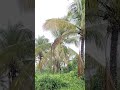 Relaxing Rain Sounds Under Coconut Trees #rain #tropicalrain #rainsounds #nature #ambience