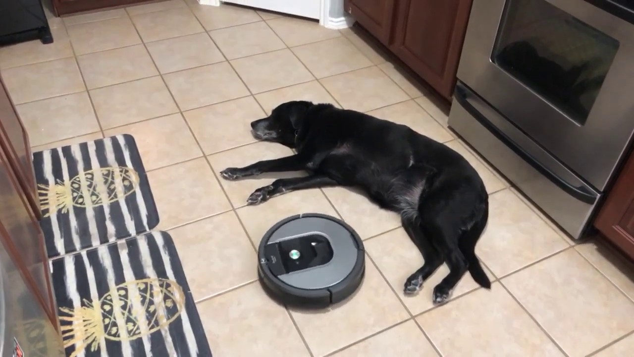 dog-vs-roomba-youtube