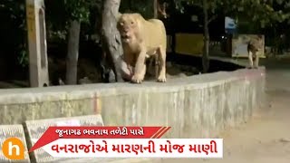 જનગઢ ભવનથ પસ વનરજએ મરણ કરય Gir Lion Near Bhavanath