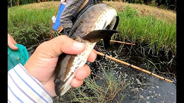 Xiệc cá mương rau muống bắt cá lóc và lươn khủng | Châu Phước Nhi Vlog