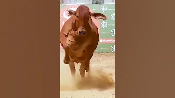 Gau Mata 