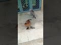 Báo thủ phá banh chành nhà hàng xóm #ChịBa TV #cat #happy #xuhuongyoutube #funny #funnyvideo#cutecat