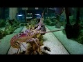 Florida SPINY LOBSTER! How to Catch Clean Cook- 2020 ...