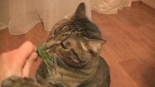 Вечно голодный кот. Часть 2 - кушаем огурцы, колбаску, траву и сливу.