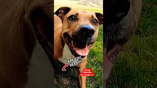 Watch This Dog's EPIC Frisbee Catch!