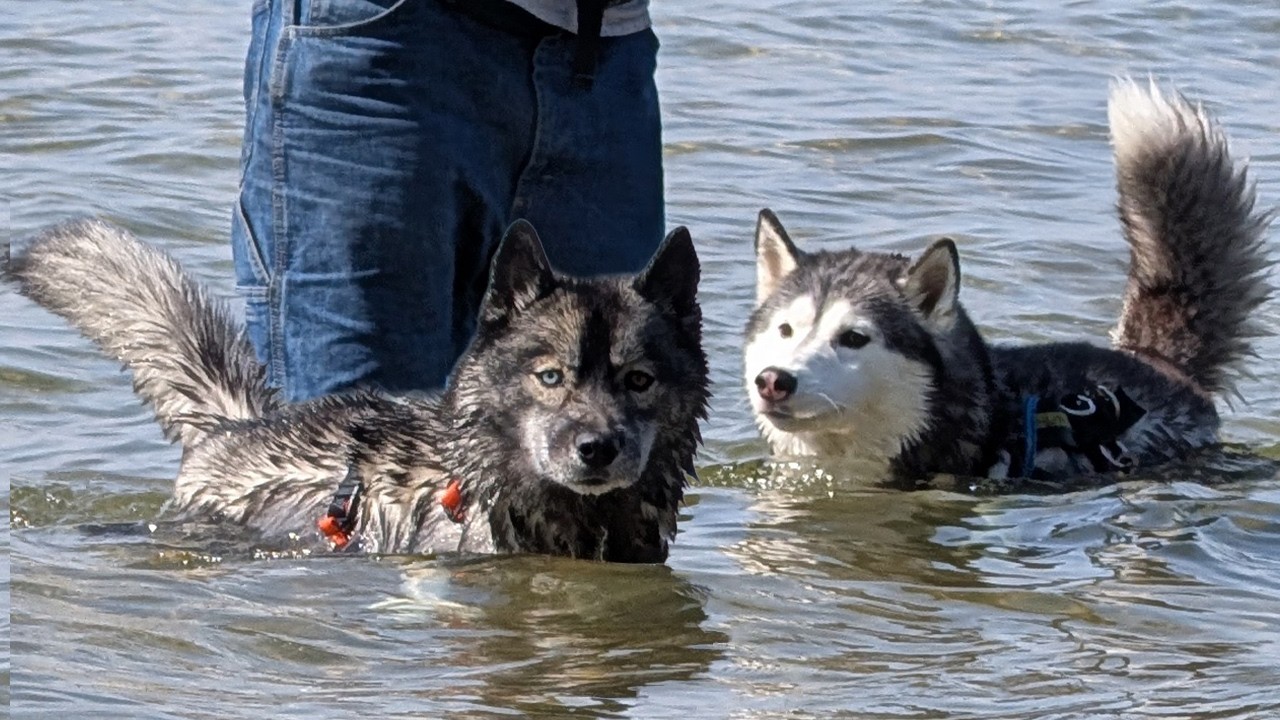 Swimming to Canada?! Our Huskies Take on Lake Superior! 🐾