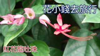 紅萼龍吐珠(紅花龍吐珠)@香港賞花2021 Red Bleeding Heart Vines(赤いゲンペイクサギ), Hong Kong Flowers