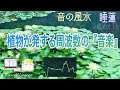 【悟り・内観・魂の成長・浄化&癒し・金運・財運・528 Hz】心が洗われる静寂な花『睡蓮』が奏でる『音の風水』♪（Part 56）