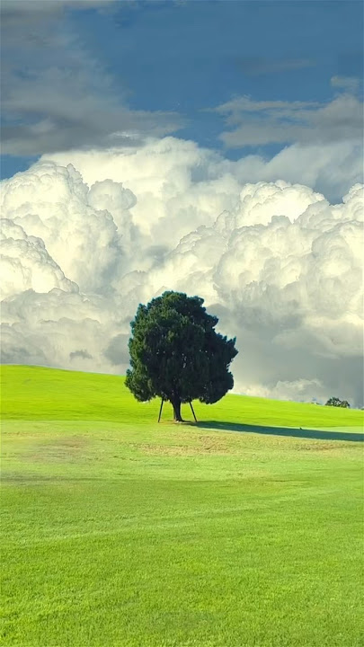 Is This Tree Cursed or Just Lonely? 🍃 #NindeotDreams